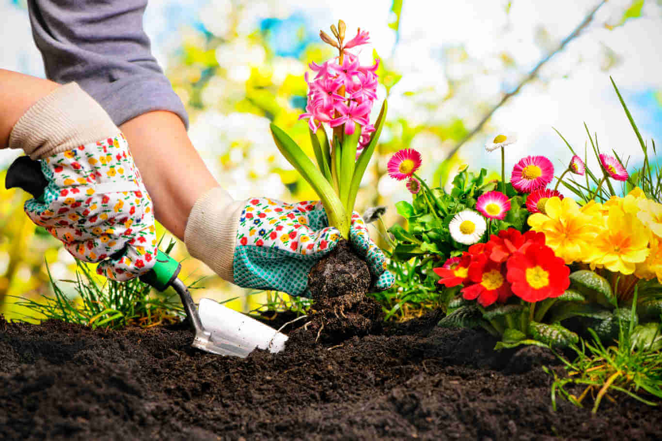 Gardeners, permit’s reward the hoe 1 Gardeners, permit’s reward the hoe 1