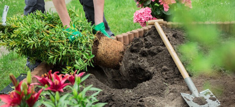 Gardening hints: plant the peanut butter plant 1 Gardening hints: plant the peanut butter plant 1