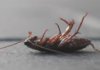 Effective Tips for Cockroach Control In Orange County Landscaping