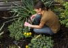 Gardening: Weeds are signs of soil fitness
